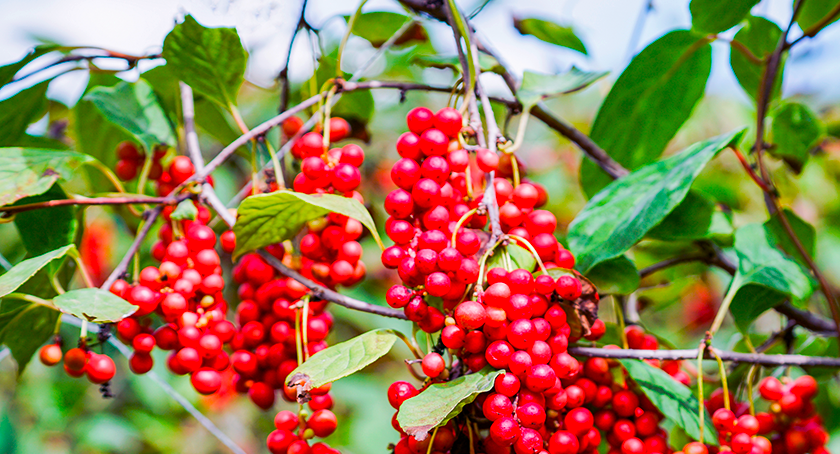 Omija — schisandra