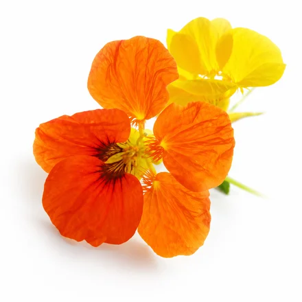 Lichořeřišnice větší (Tropaeolum Majus)
