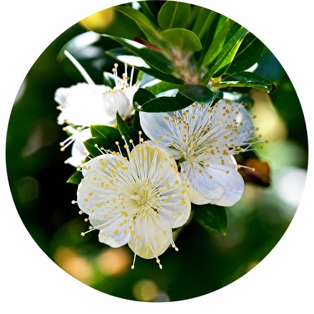 Myrta obecná (Myrtus Communis)