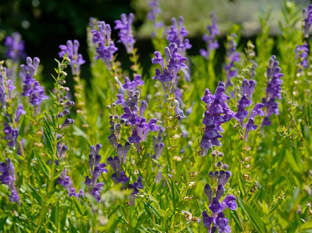 Extrakt z kořene šišáku bajkalského