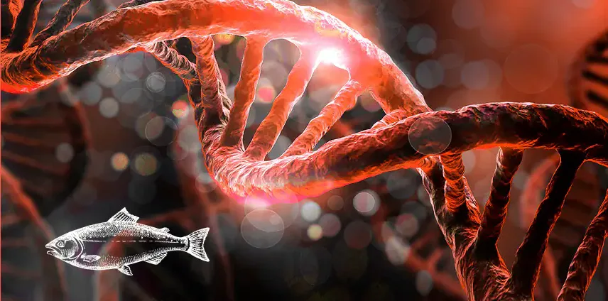 Molekula DNA a losos — původ složky PDRN