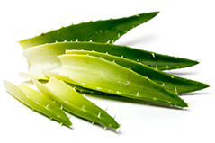 Extrakt z Aloe Vera