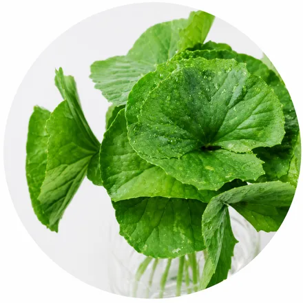 Centella asiatica a kolagen